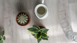 20468 Дуб Ален